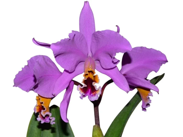Cattleya percivaliana