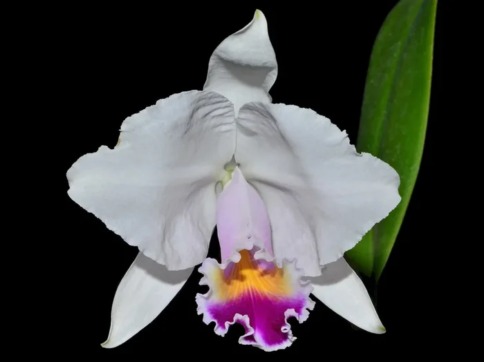 Cattleya quadricolor ‚Del Tronco Ec‘