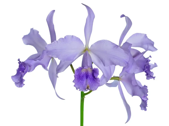 Cattleya Sapphirata f. coerulea