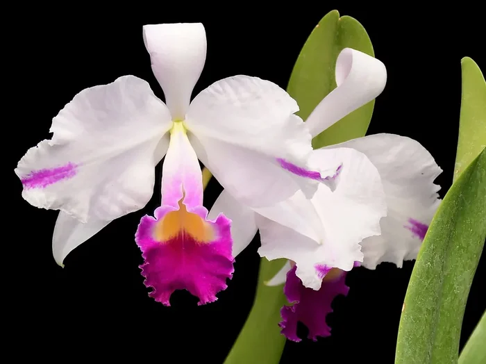 Cattleya trianae ‚Splash‘