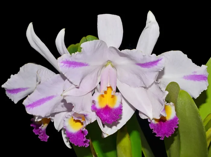 Cattleya trianae ‚Splash Real‘ x ‚Splash‘