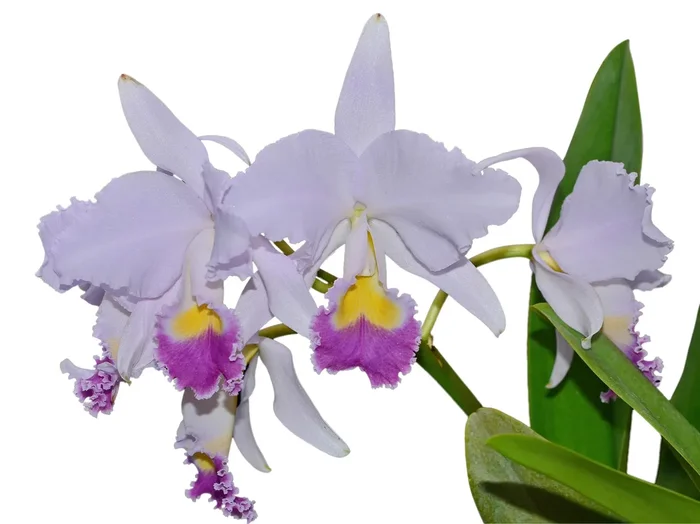 Cattleya trianae coerulea ‚Angel‘ Ecua 0465