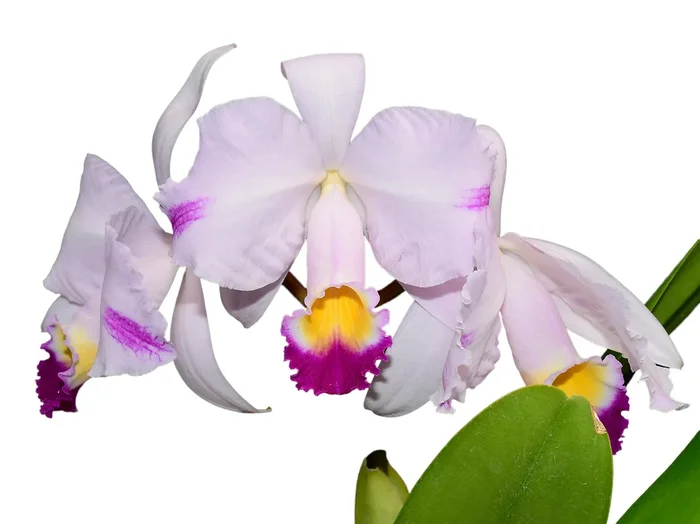 Cattleya trianae splash ‚Bonachona‘