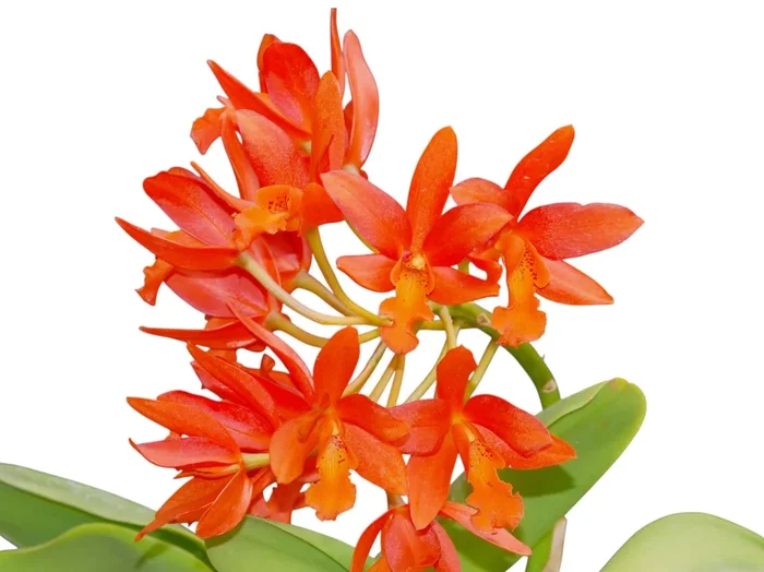 Cattlianthe Trick or Treat