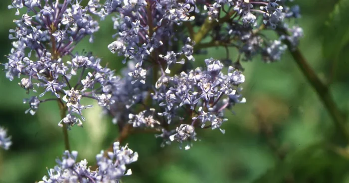 Ceanothus delilianus ‚Gloire d.Versailles‘