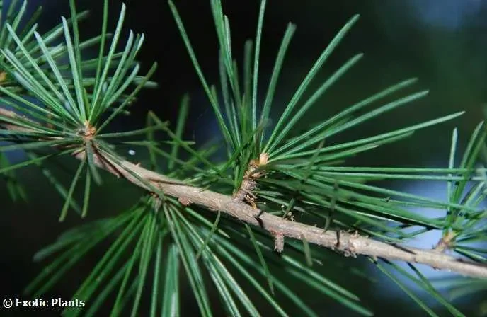 Cedrus deodara