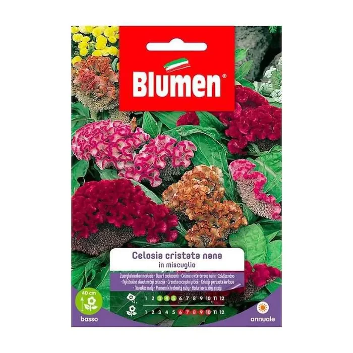Celosia Cristata Nana Samen in Mischung