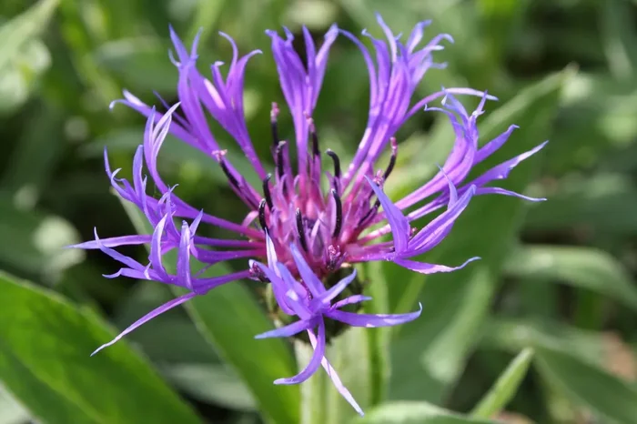 Centaurea montana ‚Grandiflora‘ (Berg-Flockenblume)
