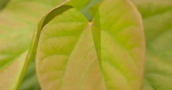 Cercis chinensis ‚Avondale‘