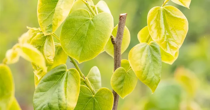 Cercis chinensis ‚Shirobana‘
