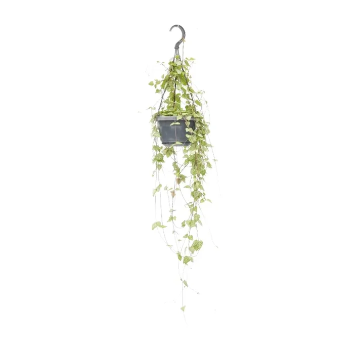 Ceropegia Linearis Iris – 38cm