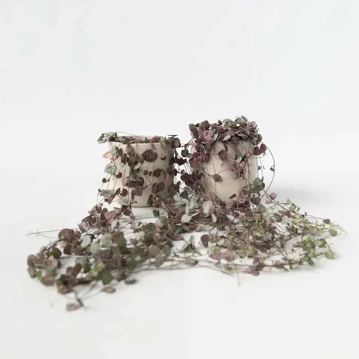 Ceropegia Woodii – Set of 2 – Lantern plant