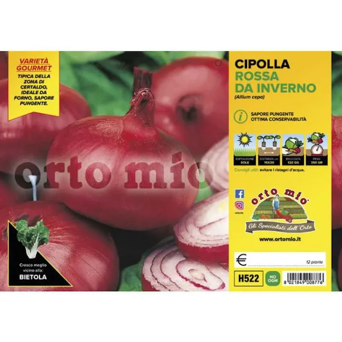 Certaldo Rote Zwiebelpflanzen für den Winter