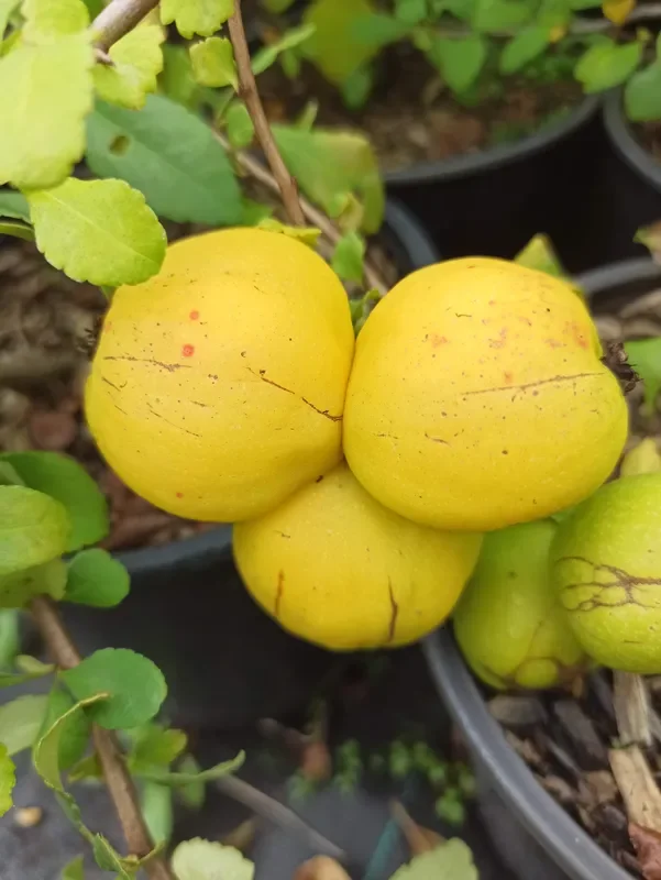 Chaenomeles „Cido“