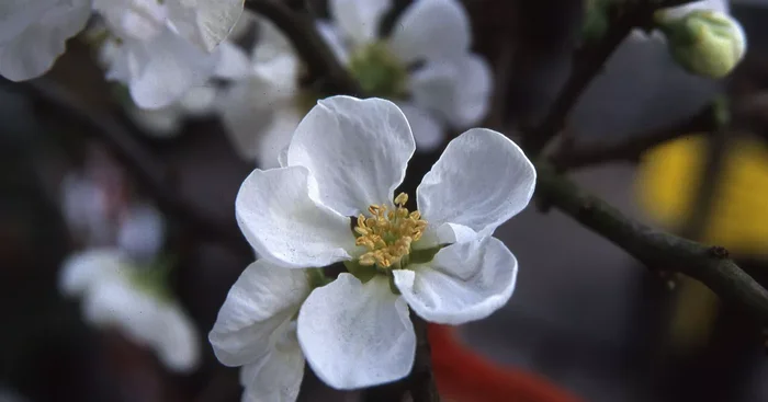 Chaenomeles x superba ‚Jet Trail‘