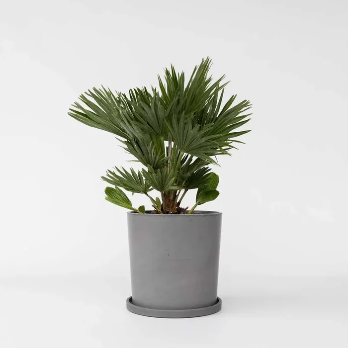 Chamaerops ‚Vulcano‘ – Dwarf palm