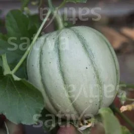 Charentais – Zuckermelone