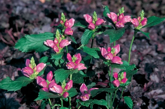 Chelone obliqua (Schiefer Schlangenkopf)