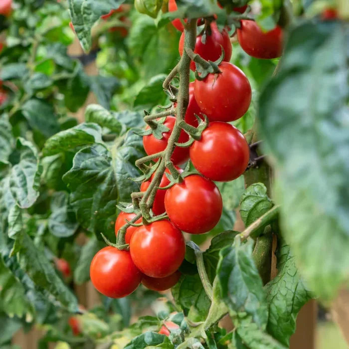 Cherry-Tomate Philamina rot Bio-Gemüse-Samen