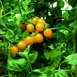 Cherry-Tomate (Solanum lycopersicum) Stargold