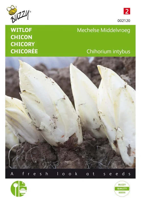 Chicorée Mechelse Middelvroeg