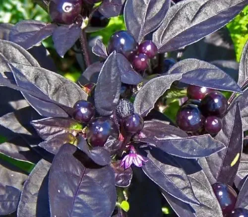 Chilli Black Pearl