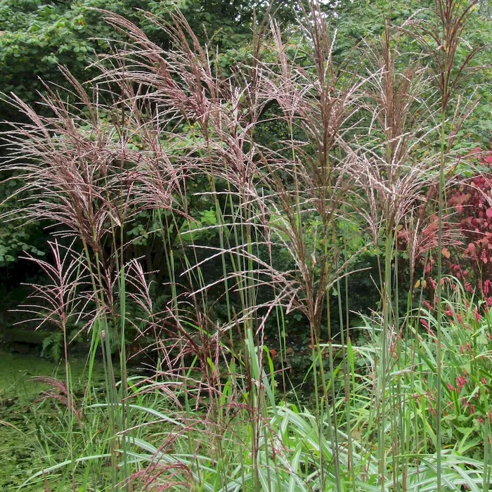 Chinaschilf Kleine Fontäne – Miscanthus sinensis