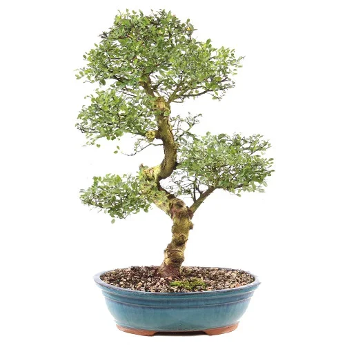 Chinese Elm – ST9125CE-E