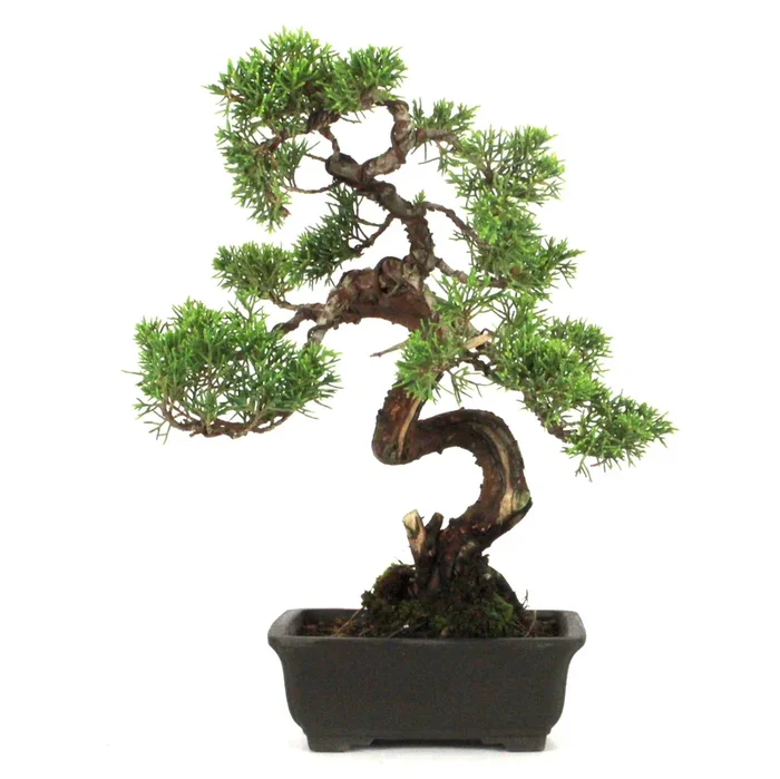 chinesischer Wacholder Bonsai Itoigawa aus Japan 22 Jahre 32 cm