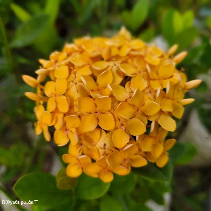 Chinise Ixora Flower Plants (Yellow)
