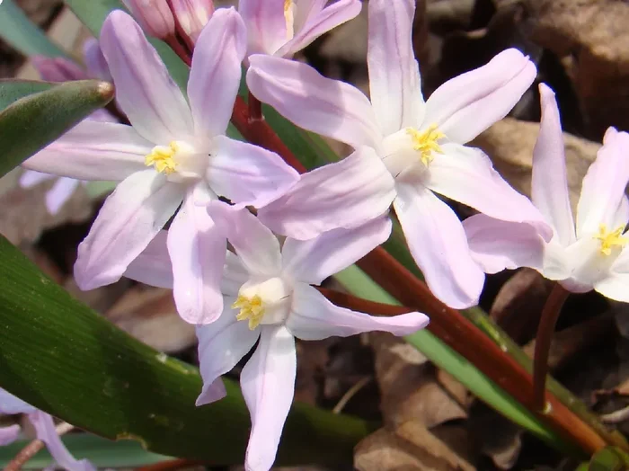 Chionodoxa forbesii ‚Pink Giant‘ (Sternhyazinthe, Schneeglanz)