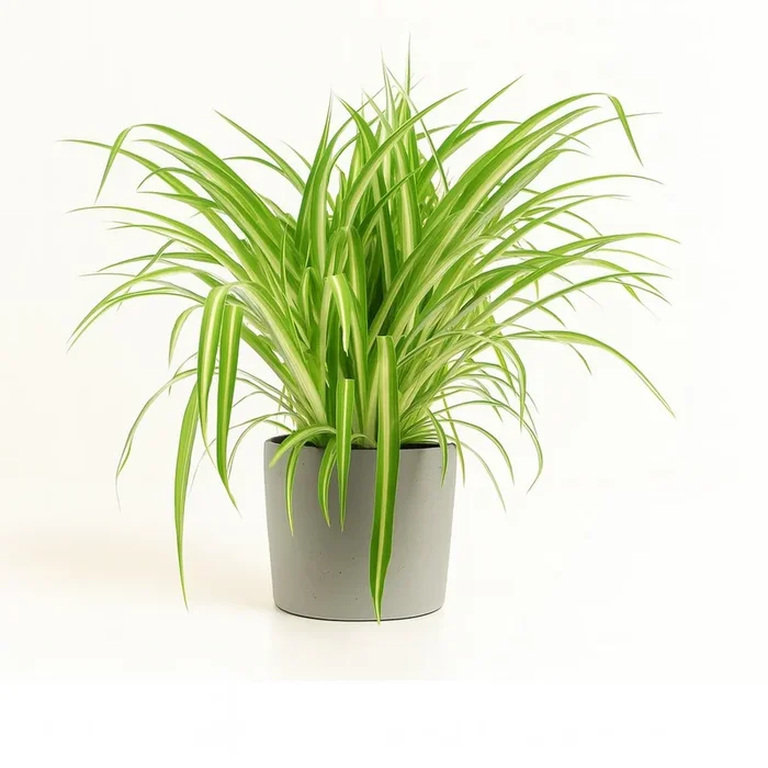 Chlorophytum Comosum Variegatum – 30cm