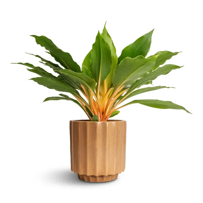 Chlorophytum orchidastrum Green Orange
