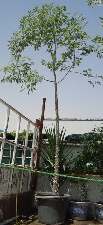 Chorisia Speciosa „The Silk Floss Tree“