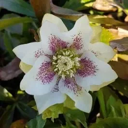Christrose (Helleborus orientalis) Pretty Ellen Spotted