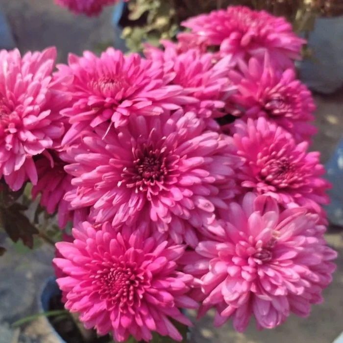 Chrysanthemum (Chandramallika) Flower Plant – Purple