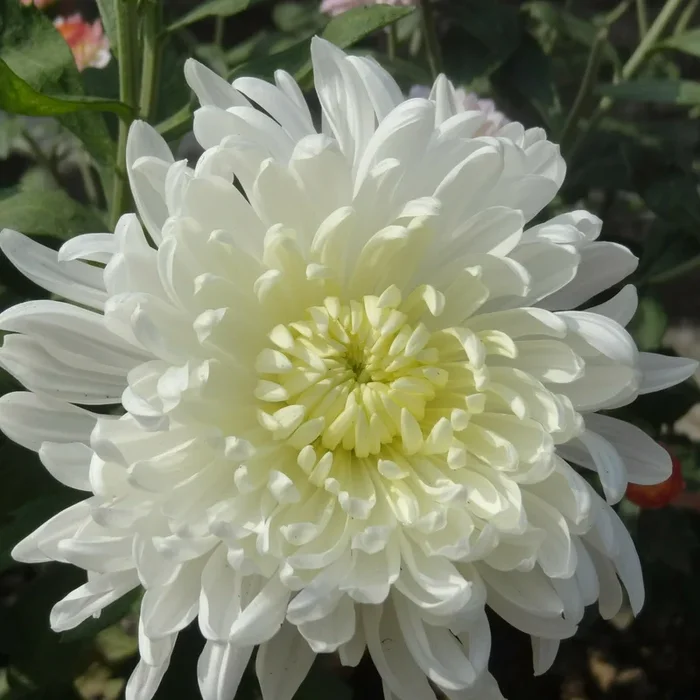 Chrysanthemum (Chandramallika) Flower Plant – White