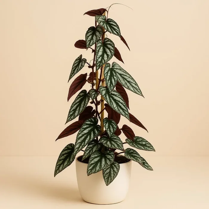 Cissus Antarctica – 100cm