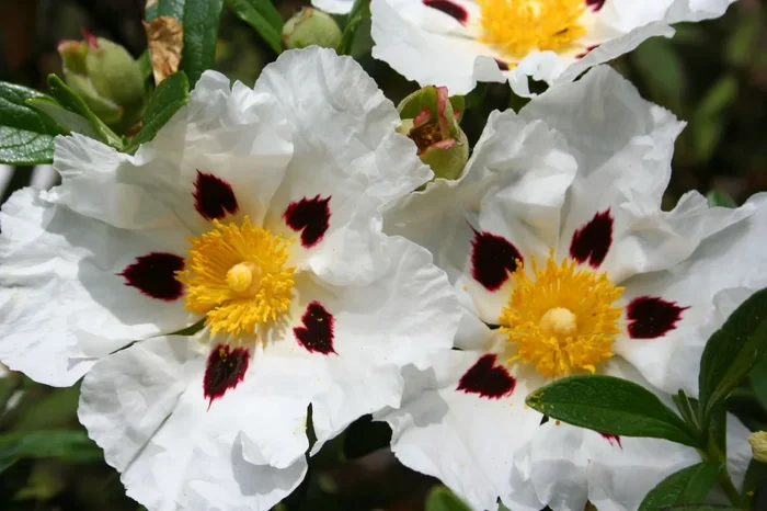 Cistus purpureus ‚Alan Fradd‘ (Zistrose)