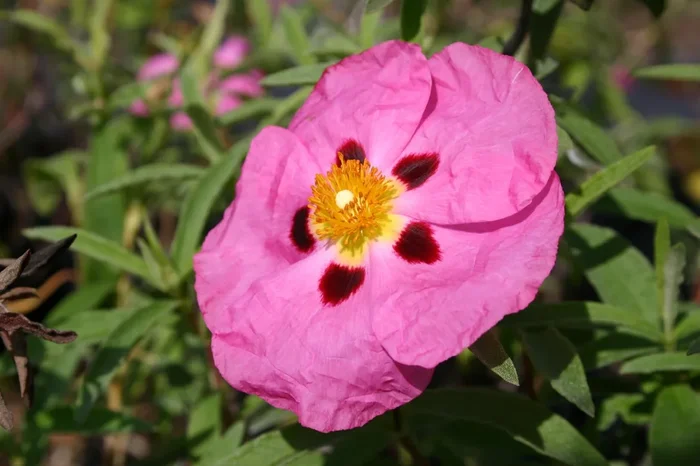 Cistus purpureus (Zistrose)
