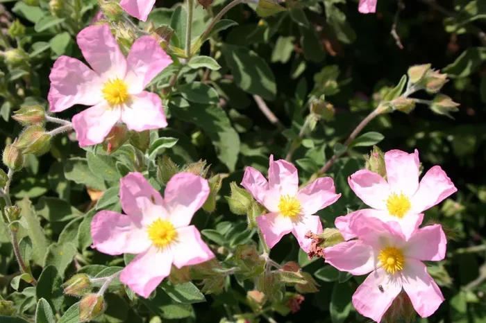Cistus x lenis ‚Grayswood Pink‘ (Zistrose)