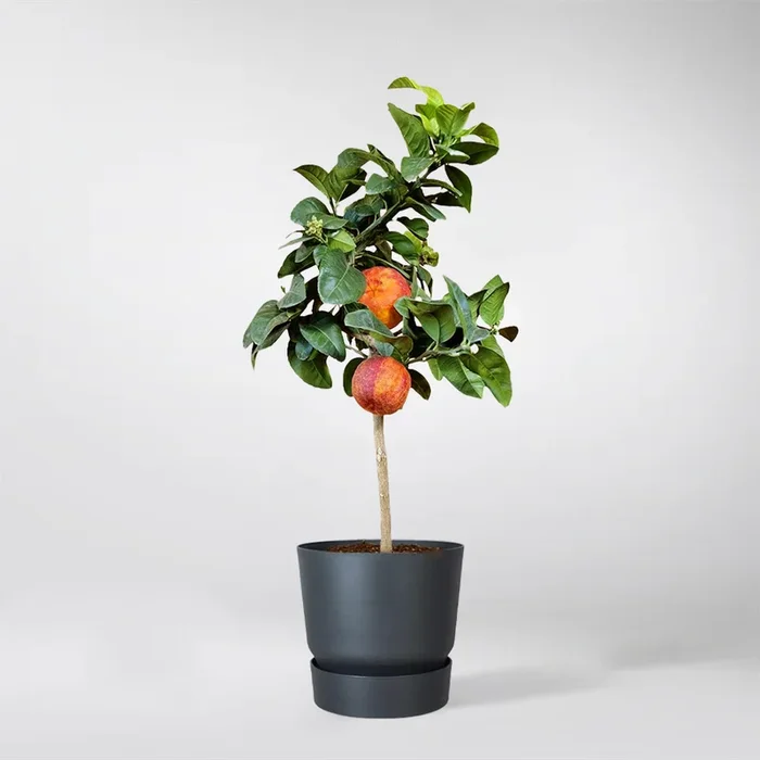 Citrus Arcobal Orange