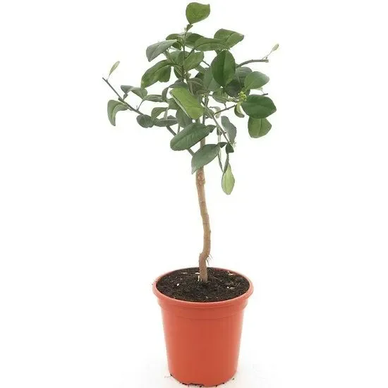 Citrus meyeri – Meyer-Zitrone