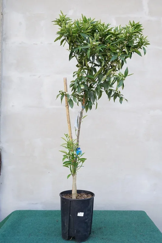 Citrus reticulata – Mandarinenbaum
