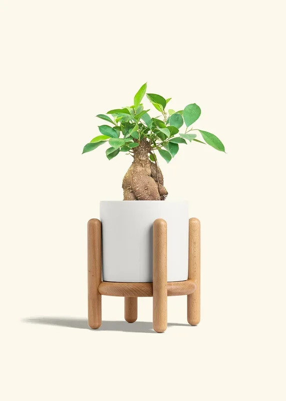 Classic Planter Stand Combo, Polar White