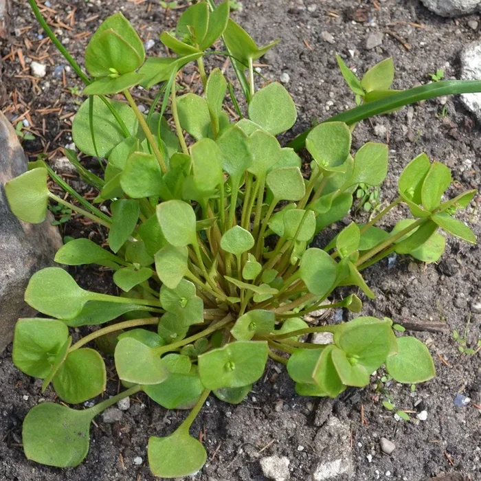 Claytonia perfoliata
