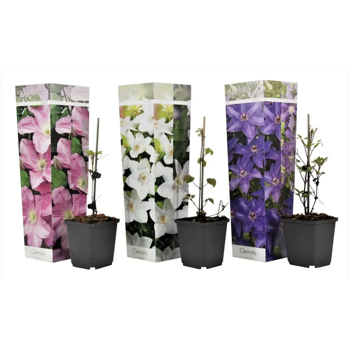 Clematis – Mix of 6