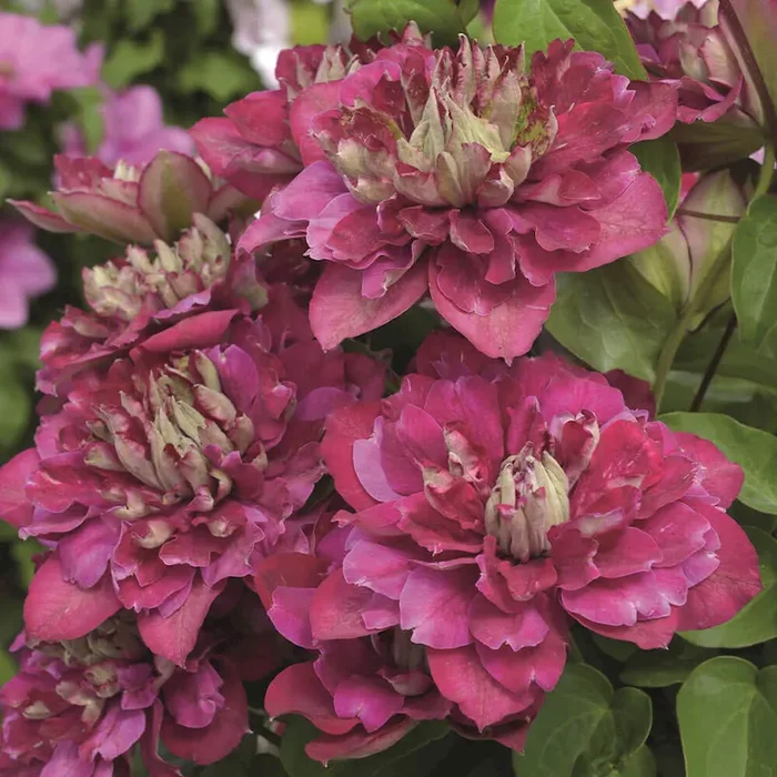 Clematis ‚Hot Kisses‘ Clematis – Bestellnummer 3310349