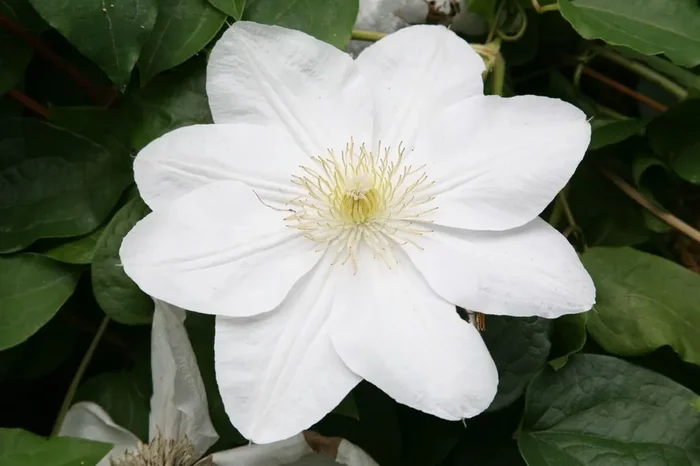 Clematis ‚Madame Le Coultre‘ (Waldrebe ‚Madame Le Coultre‘)