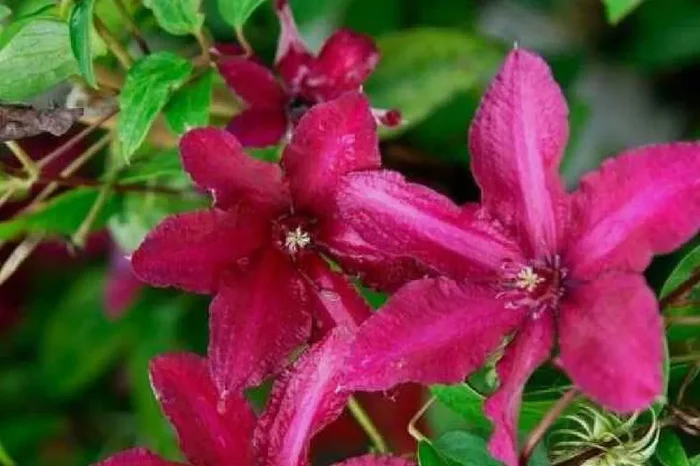 Clematis ‚Westerplatte‘ (Waldrebe)